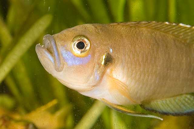 FH_CI_TA_3217(Neolamprologus brevis).jpg